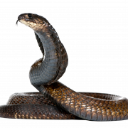 Black Mamba Snake PNG File