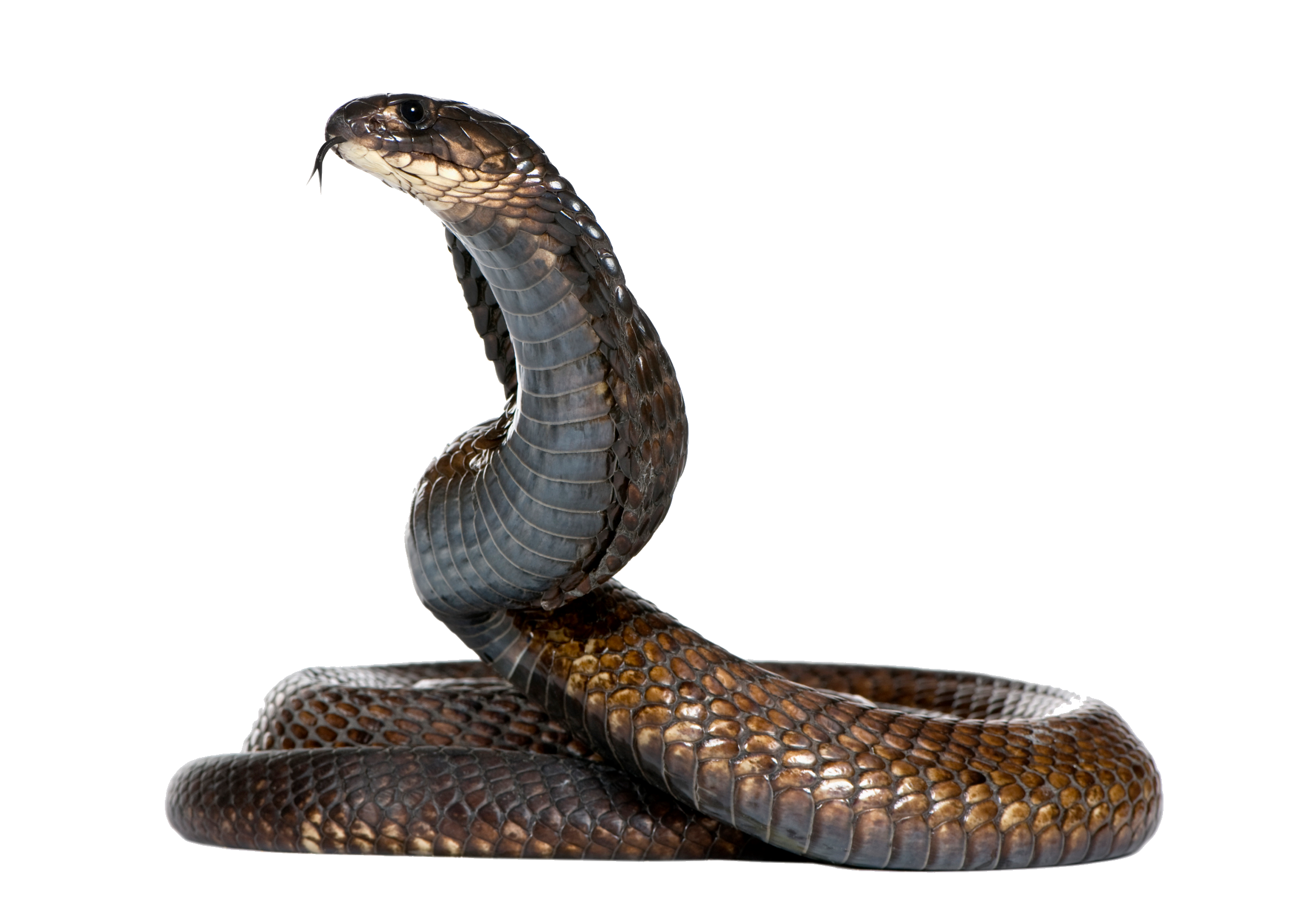 Fichier PNG Serpent de mamba noir