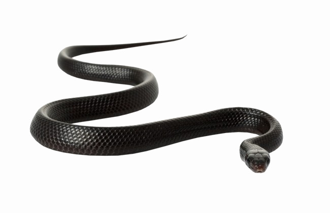 Black Mamba Snake PNG Image HD