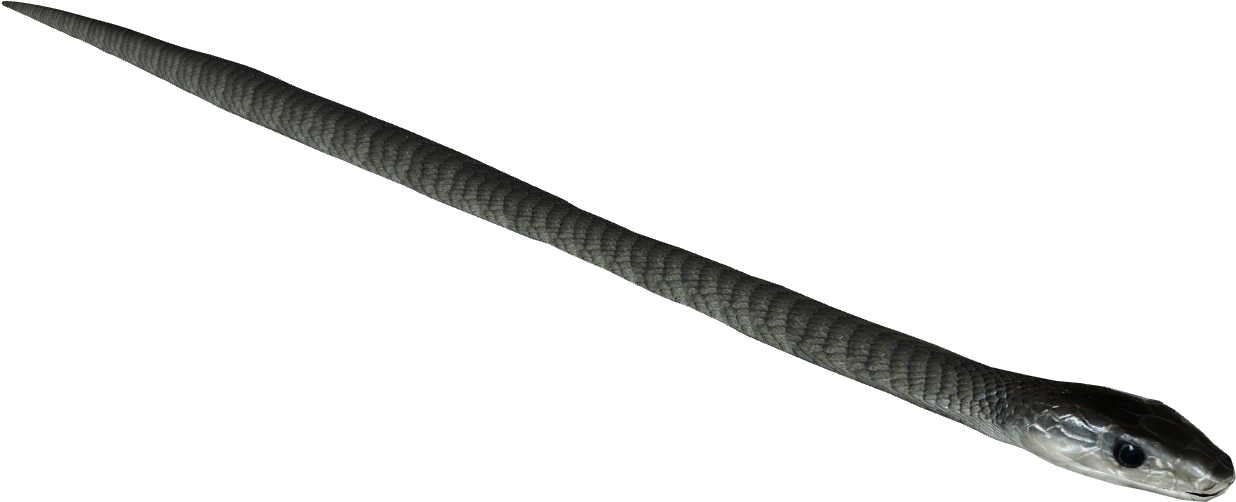 Black Mamba Snake PNG Picture