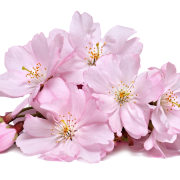 Blossom walang background
