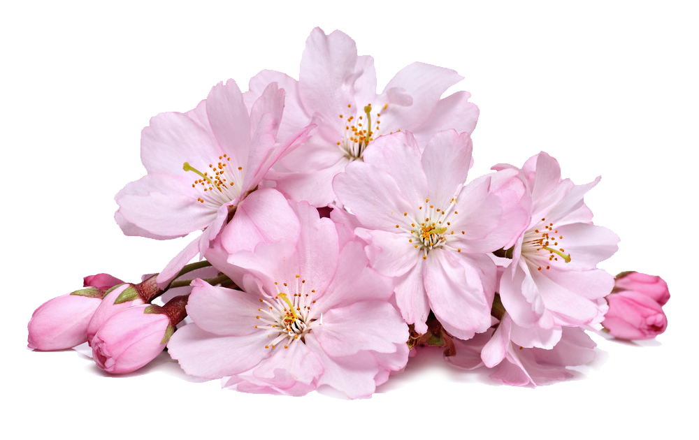 Blossom walang background