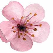 Fichier PNG de fleur