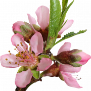 Blüte PNG kostenloses Bild