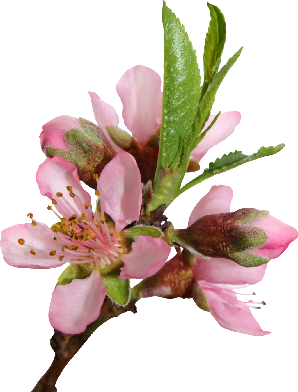 Blossom PNG Free Image