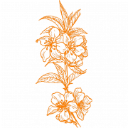 Blossom PNG -изображения