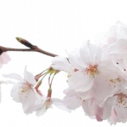 Blüte PNG Bild