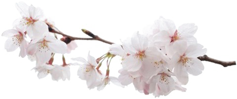 Blossom PNG Picture