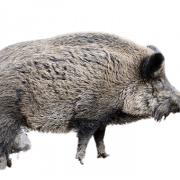 Boar PNG Clipart