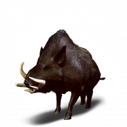 Boar PNG Free Image