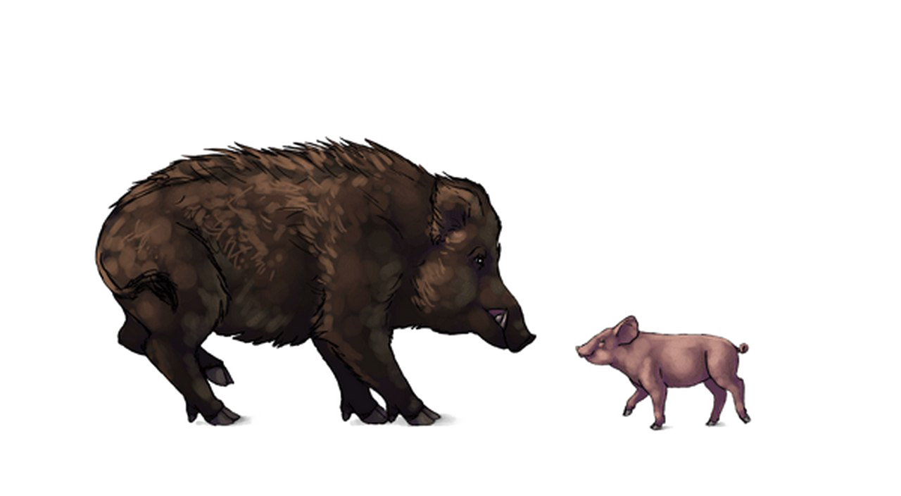 Boar PNG Images HD