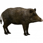 Boar PNG Photo