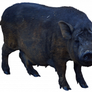Boar PNG Pic