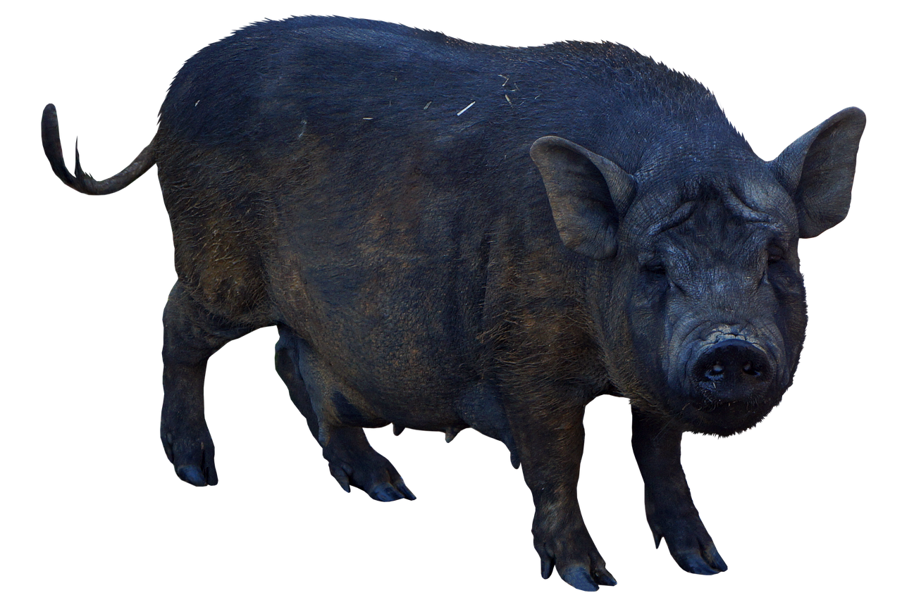 Boar PNG Pic