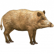 Boar PNG Picture