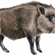 Boar Wild PNG Clipart