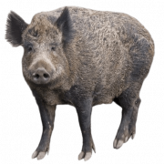 Boar Wild PNG Image