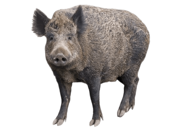Boar Wild PNG Image