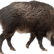 Boar Wild PNG Images