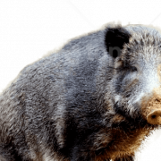 Boar Wild PNG Picture