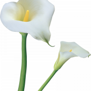 Callalily Background PNG