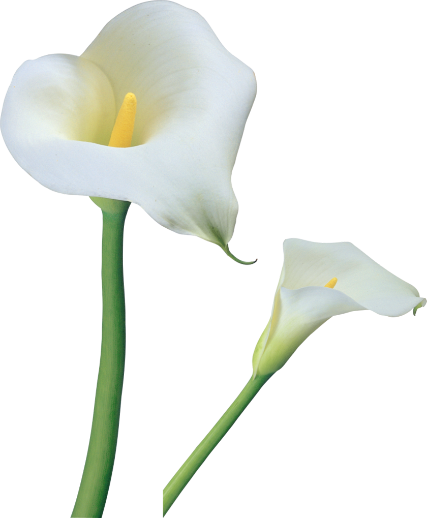 Callalily Background PNG