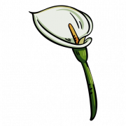 Callalily PNG Clipart
