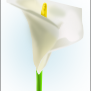 Callalily PNG -Datei