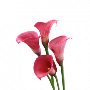 Immagine Callily Png HD