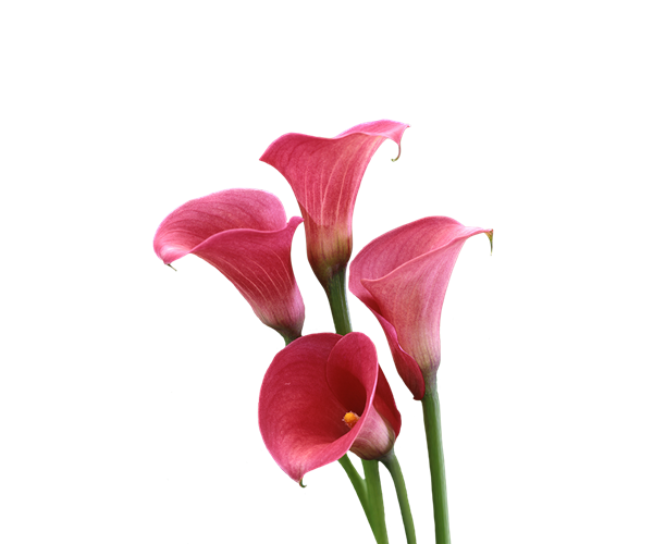 Immagine Callily Png HD