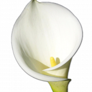Callalily PNG Images
