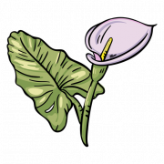 Immagine PNG calllily