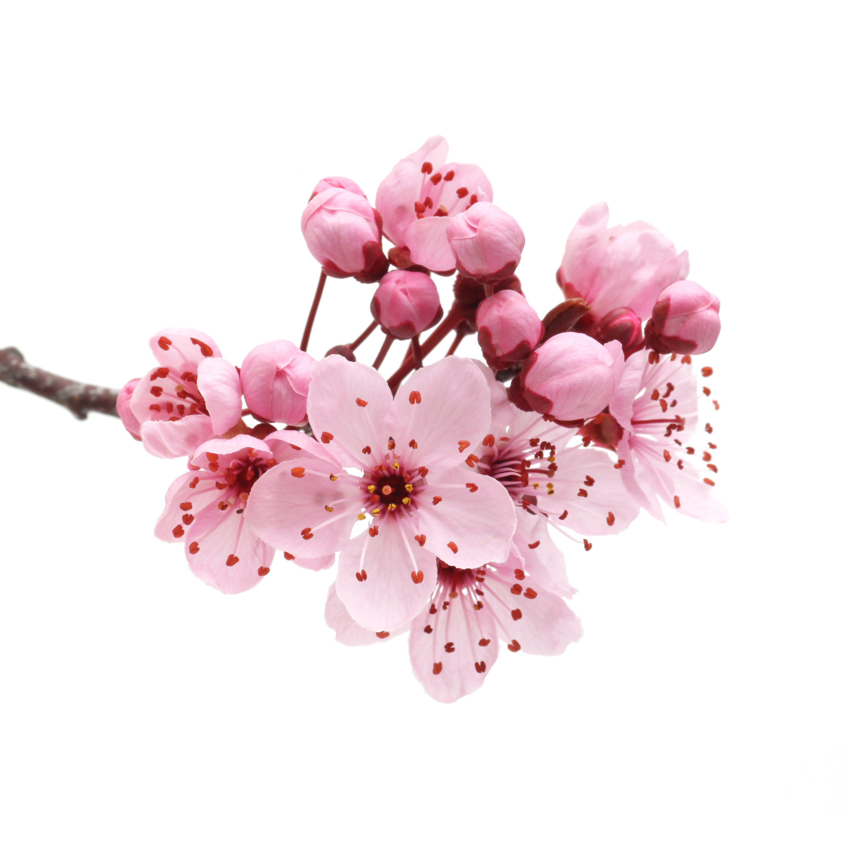 Bunga sakura tanpa latar belakang