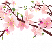 Cherry Blossom PNG Clipart