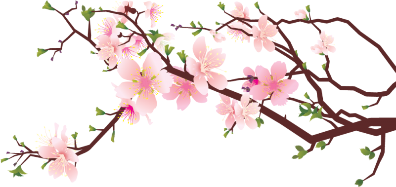 Cherry Blossom PNG Clipart