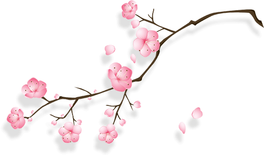 Cherry Blossom PNG HD Image