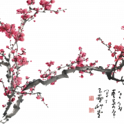 Cherry Blossom PNG Images