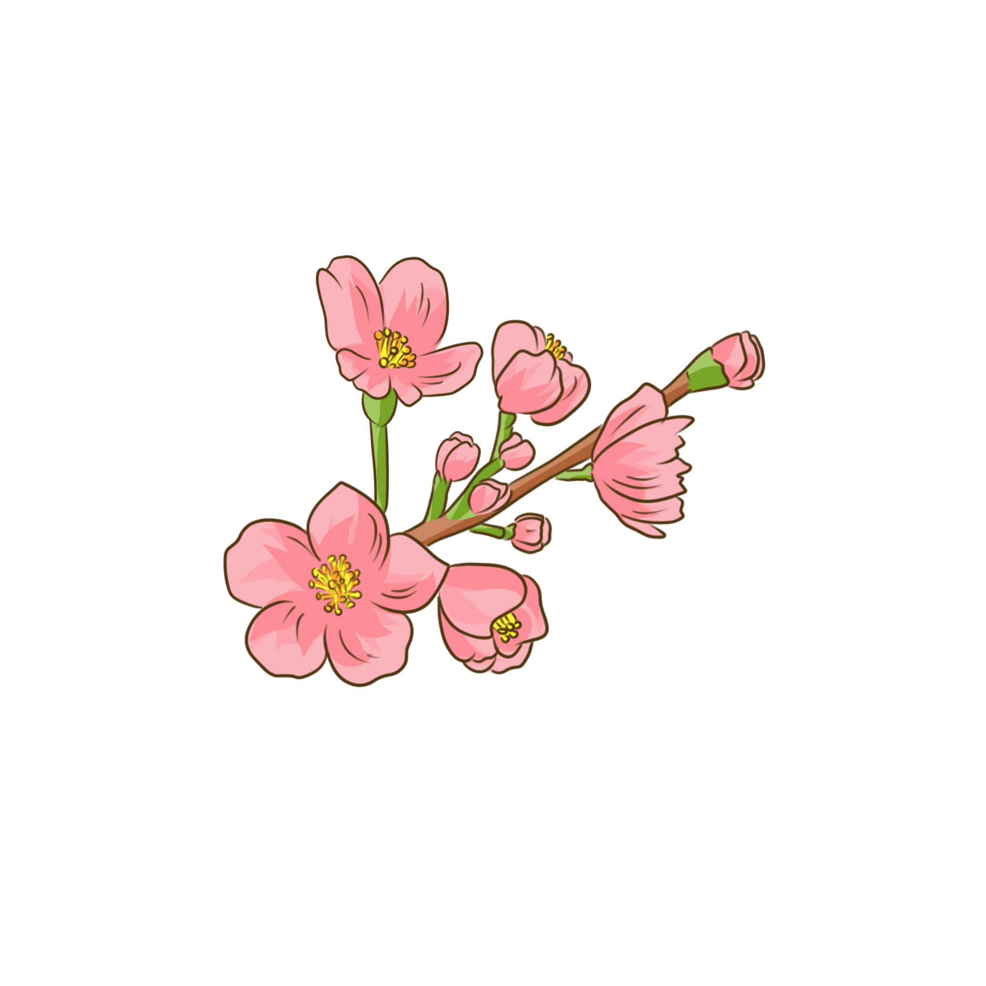 Cherry Blossom PNG Photo