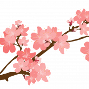 Cherry Blossom PNG Photos
