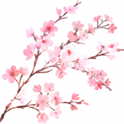 Cherry Blossom PNG Picture