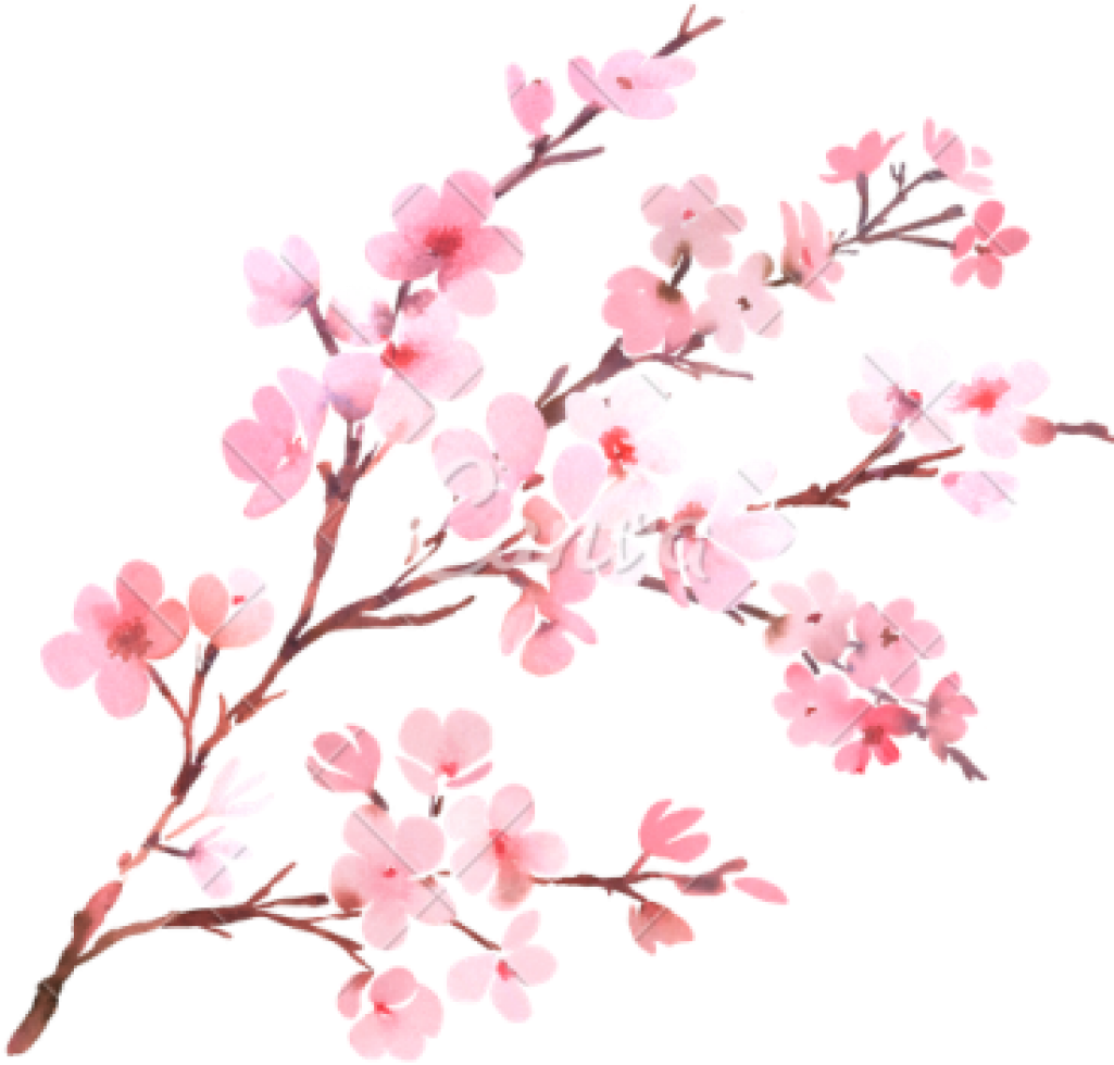 Cherry Blossom png larawan