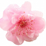 Cherry Blossom Sakura