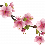 ملف الكرز أزهار ساكورا PNG