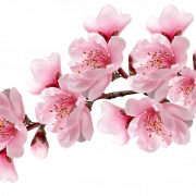 Cherry Blossom Sakura PNG Image