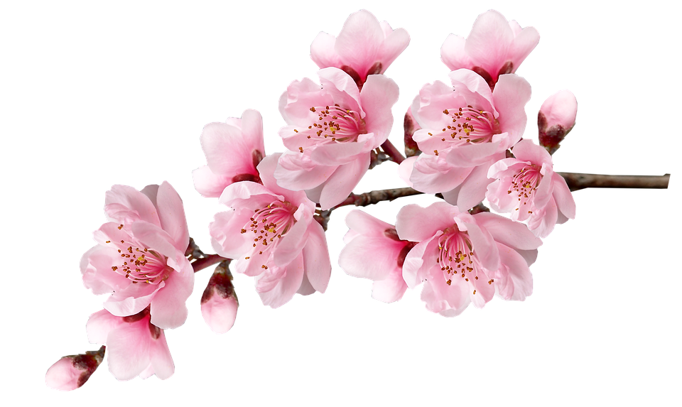 Cherry Blossom Sakura PNG Image