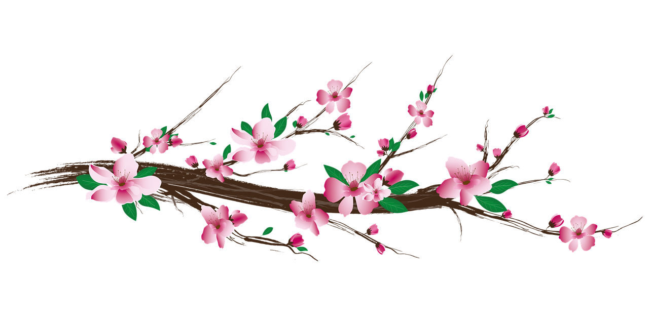 Cherry Blossom Sakura PNG Photo