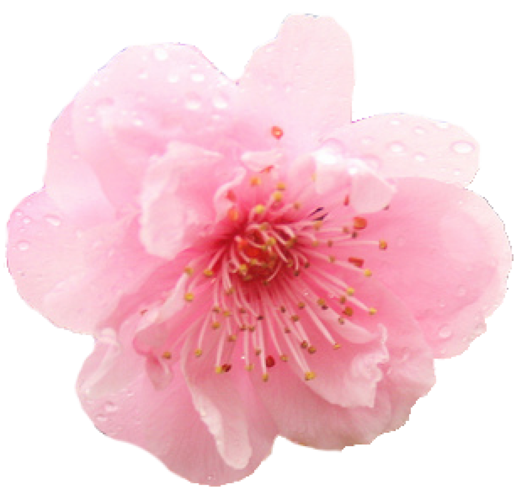 Cherry Blossom Sakura