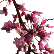 Cherry Blossom Spring PNG Pic