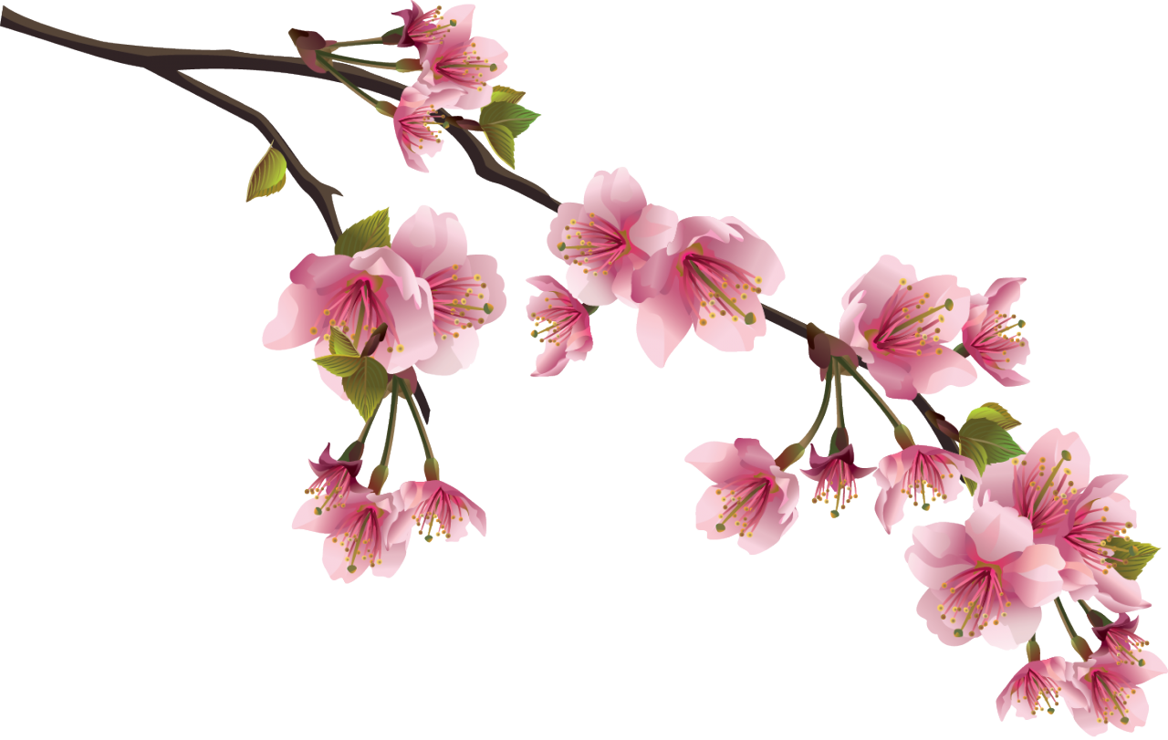 Cherry Blossom Spring PNG