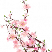 Cherry Blossom Transparent